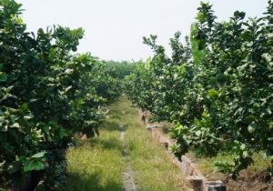 Kỹ thuật trồng bưởi da xanh -  Phân bón và phòng chống bệnh cho cây