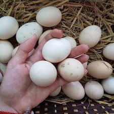 9+ lợi ích của việc ăn trứng tốt cho sức khỏe.