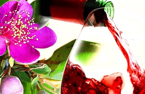 Rượu Sim tím – tốt cho người bị nhức mỏi xương khớp
