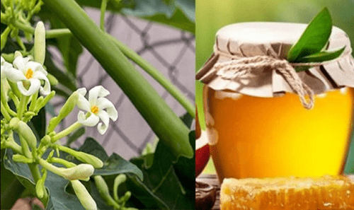 Hoa đu đủ đực ngâm mật ong – Bài thuốc dân gian trị bệnh hiệu quả