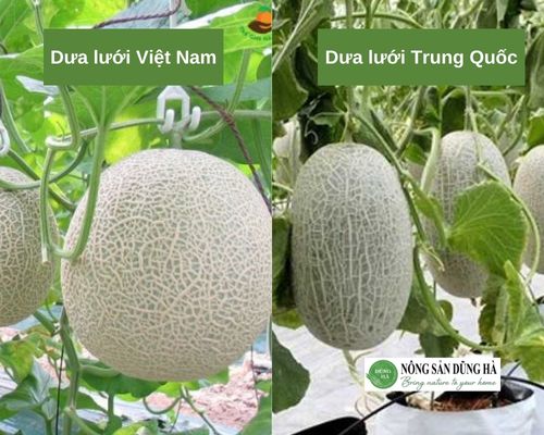 dua-luoi-Viet-Nam-va-dua-luoi-Trung-Quoc