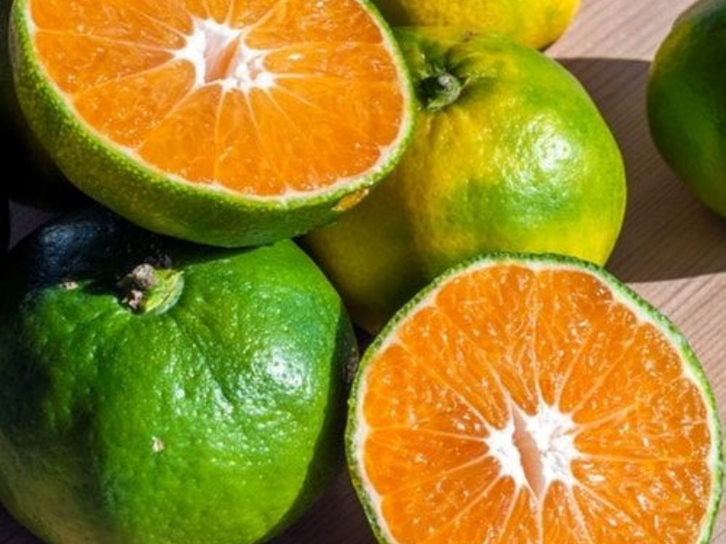 Trái cây cam