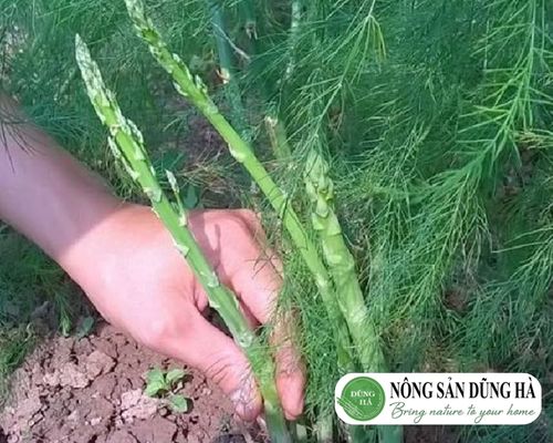 cách trồng măng tây bằng hạt 4
